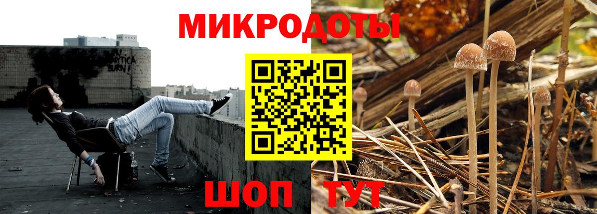 Галлюциногенные грибы Psilocybe Заводоуковск