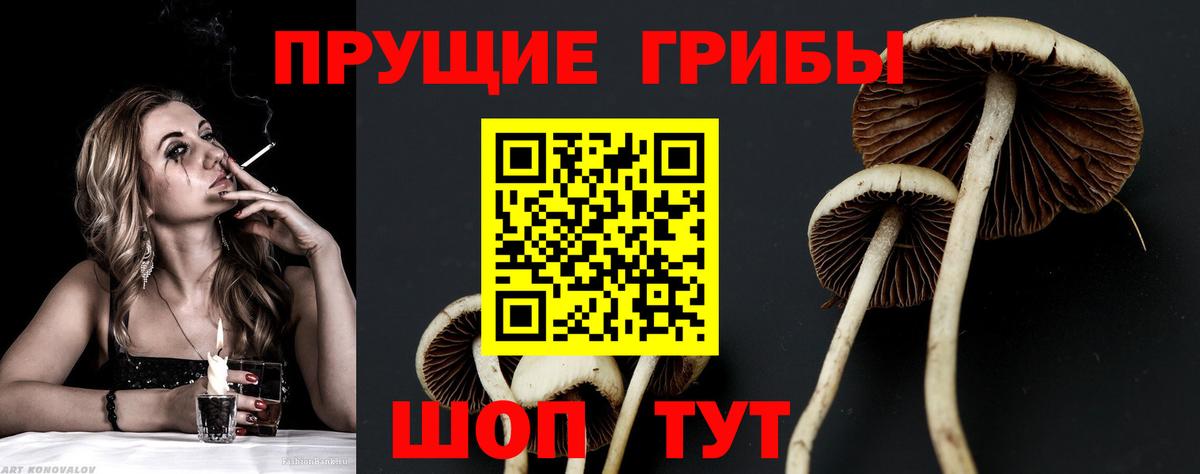 как найти закладки  Галлюциногенные грибы MAGIC MUSHROOMS  Псилоцибиновые грибы прущие грибы  Вход с VPN  Заводоуковск 